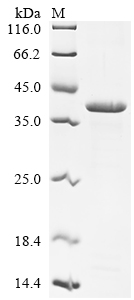 Recombinant Candida albicans Candidapepsin-1 (SAP1)