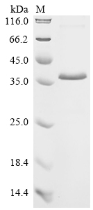 Recombinant Human Insulin-like growth factor-binding protein 7 (IGFBP7)