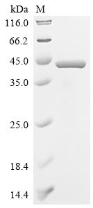 Recombinant Lactobacillus casei L-lactate dehydrogenase (ldh)