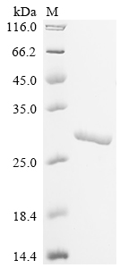 Recombinant Lactobacillus delbrueckii subsp. bulgaricus 60 kDa chaperonin (groL), partial