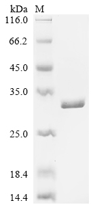 Recombinant Lactobacillus casei 60 kDa chaperonin (groL), partial
