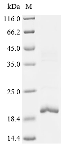 Recombinant Mesocricetus auratus Interleukin family protein (Il10)