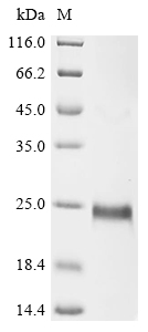 Recombinant Mesocricetus auratus CD27 antigen (Cd27), partial
