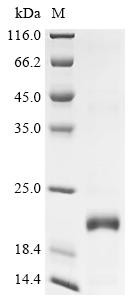 Recombinant Viscum album Viscotoxin-C1