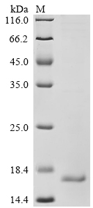 Recombinant Human Augurin (ECRG4), partial