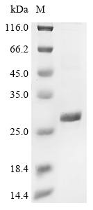 Recombinant Galleria mellonella Uncharacterized protein LOC113509844 (LOC113509844), partial
