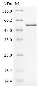 Recombinant Cucumis melo Cucumisin, partial
