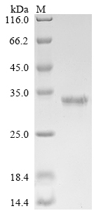 Recombinant Human ER membrane protein complex subunit 10 (EMC10), partial