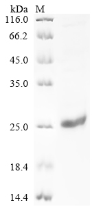 Recombinant Pig Interleukin-17A (IL17A)