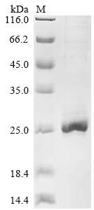 Recombinant Rat Troponin I, fast skeletal muscle (Tnni2)
