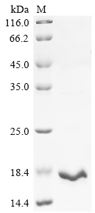 Recombinant Mycobacterium tuberculosis Protein Rv1269c (Rv1269c)