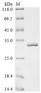 Recombinant Lactobacillus casei 60 kDa chaperonin (groL), partial