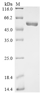 Recombinant Human Delta-like protein 3 (DLL3), partial, Biotinylated