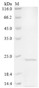Recombinant Mycobacterium intracellulare Lipoprotein lpqH (lpqH)