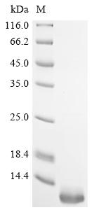Recombinant Mesocricetus auratus Beta-2-microglobulin (B2m)