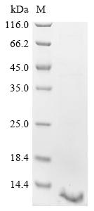 Recombinant Pig Beta-2-microglobulin (B2M)