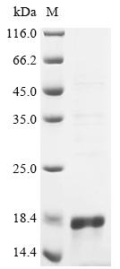 Recombinant Escherichia coli Microcin J25 (mcjA)
