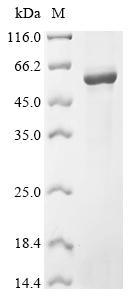 Recombinant Human Leukocyte immunoglobulin-like receptor subfamily B member 2 (LILRB2), partial