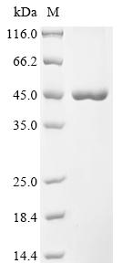 Recombinant Vaccinia virus Envelope phospholipase F13 (F13L)