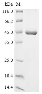 Recombinant Vaccinia virus Envelope phospholipase F13 (F13L)