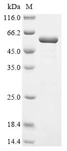 Recombinant Lactobacillus delbrueckii subsp. bulgaricus Enolase (eno)