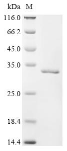 Recombinant Mouse H-2 class II histocompatibility antigen, E-D alpha chain (H2-Ea), partial