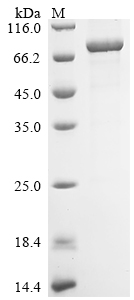 Recombinant Mouse Putative ATP-dependent RNA helicase DHX33 (Dhx33)