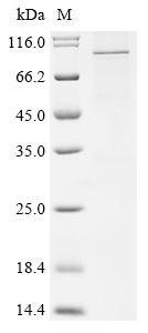 Recombinant Human Transient receptor potential cation channel subfamily V member 3 (TRPV3)