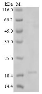 Recombinant Glycine max Oleosin