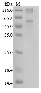 Recombinant Tropaeolum majus O-acyltransferase (S197A)