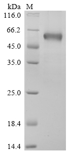 Recombinant Human B- and T-lymphocyte attenuator (BTLA), partial, Biotinylated