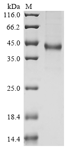Recombinant Human Insulin growth factor-like family member 1 (IGFL1)