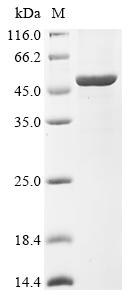 Recombinant Metamycoplasma hominis Arginine deiminase (arcA)