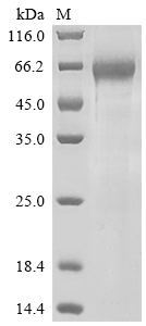 Recombinant Human Tumor necrosis factor receptor superfamily member 4 (TNFRSF4), partial