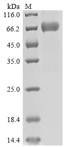 Recombinant Human SLAM family member 6 (SLAMF6), partial
