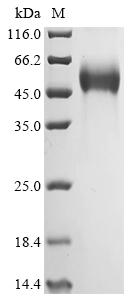 Recombinant Human Tyrosine-protein phosphatase non-receptor type substrate 1 (SIRPA), partial, Biotinylated