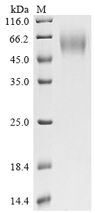 Recombinant Human Poliovirus receptor (PVR), partial