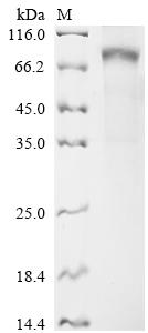 Recombinant Human Butyrophilin-like protein 2 (BTNL2), partial