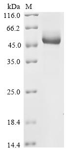 Recombinant Mouse IGF-like family receptor 1 (Igflr1), partial