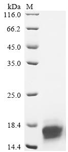 Recombinant Human Immunoglobulin lambda constant 1 (IGLC1)