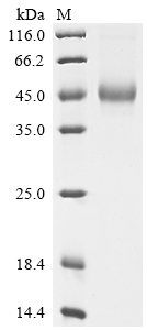 Recombinant Human Interleukin-5 (IL5)