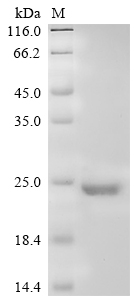 Recombinant Human Somatotropin (GH1)