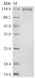 Recombinant Human Vascular endothelial growth factor receptor 3 (FLT4), partial, Biotinylated