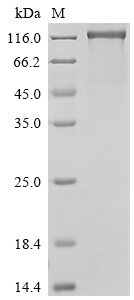 Recombinant Human Vascular endothelial growth factor receptor 1 (FLT1), partial, Biotinylated