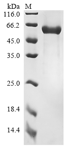 Recombinant Human T-cell antigen CD7 (CD7), partial, Biotinylated