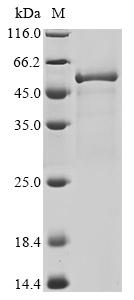 Recombinant Priestia megaterium Bifunctional cytochrome P450/NADPH--P450 reductase (cyp102A1), partial