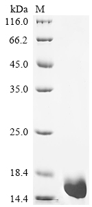 Recombinant Human Immunoglobulin lambda constant 1 (IGLC1)