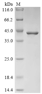 Recombinant Mouse Glutathione S-transferase Mu 1 (Gstm1), partial
