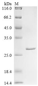Recombinant Mouse Glutathione S-transferase Mu 1 (Gstm1), partial