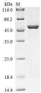 Recombinant Mouse Bleomycin hydrolase (Blmh)
